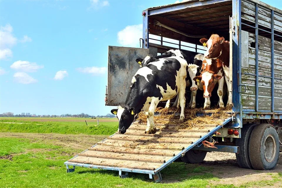 Polpriklopnik s stransko steno