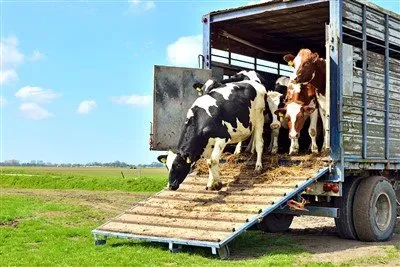 Polpriklopnik s stransko steno